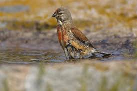 Attēlu rezultāti vaicājumam “Carduelis cannabina”