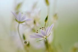 Attēlu rezultāti vaicājumam “Stellaria graminea flower”
