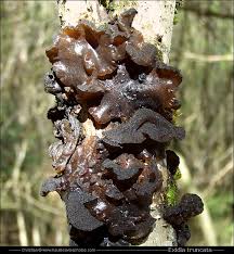 Attēlu rezultāti vaicājumam “Exidia truncata”