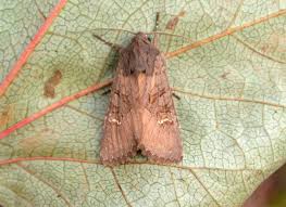 Attēlu rezultāti vaicājumam “Celaena leucostigma”