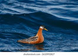 Attēlu rezultāti vaicājumam “Phalaropus fulicarius adult”