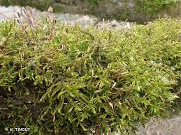 Attēlu rezultāti vaicājumam “Leskea polycarpa”