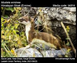 Attēlu rezultāti vaicājumam “Mustela erminea”