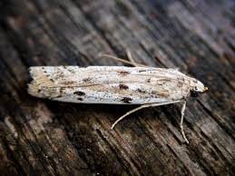 Attēlu rezultāti vaicājumam “Phycitodes binaevella”