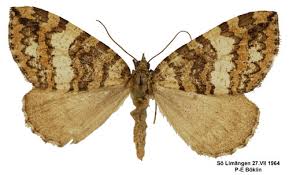 Attēlu rezultāti vaicājumam “Hydriomena furcata”