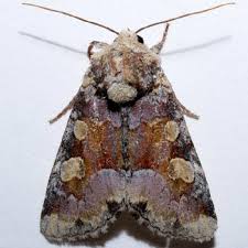 Attēlu rezultāti vaicājumam “Oligia sp.”