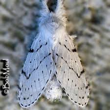 Attēlu rezultāti vaicājumam “Cribraria purpurea macro”