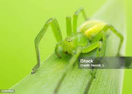 Attēlu rezultāti vaicājumam “Micrommata virescens”