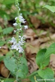 Attēlu rezultāti vaicājumam “Veronica officinalis leaf”