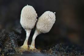 Attēlu rezultāti vaicājumam “Arcyria cinerea”