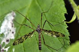 Attēlu rezultāti vaicājumam “Epiphragma ocellare”