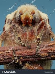 Attēlu rezultāti vaicājumam “Endromidae”