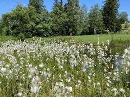 Attēlu rezultāti vaicājumam “Eriophorum latifolium fruit”