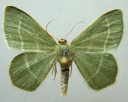 Attēlu rezultāti vaicājumam “Chlorissa viridata”