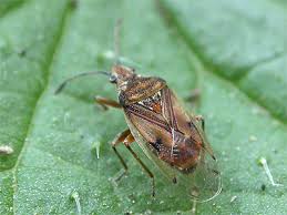 Attēlu rezultāti vaicājumam “Kleidocerys resedae imago”