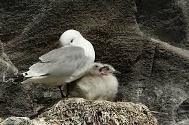Attēlu rezultāti vaicājumam “Rissa tridactyla nest”