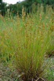 Attēlu rezultāti vaicājumam “Juncus nastanthus”