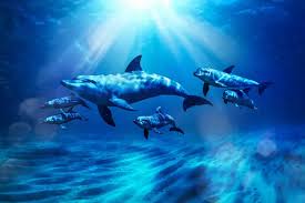 Image result for Dolphin Sub Aqua
