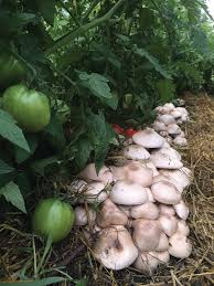 Attēlu rezultāti vaicājumam “Agaricus”