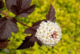 Attēlu rezultāti vaicājumam “Physocarpus opulifolius”