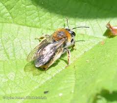 Attēlu rezultāti vaicājumam “Andrena haemorrhoa”