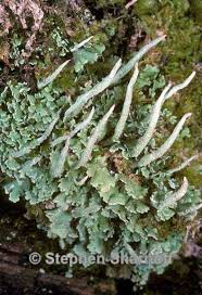 Attēlu rezultāti vaicājumam “Cladonia coniocraea”