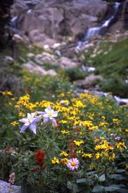 Image result for Aquilegia caerulea