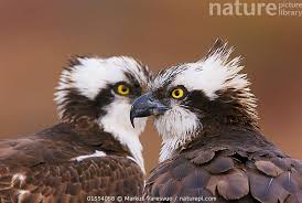 Image result for Pandion haliaetus