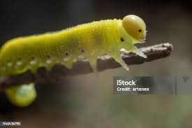 Attēlu rezultāti vaicājumam “Cimbex femoratus larva”