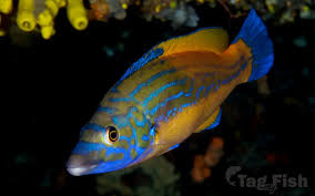 Image result for Labrus mixtus