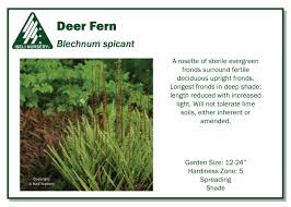 Attēlu rezultāti vaicājumam “Blechnum spicant”