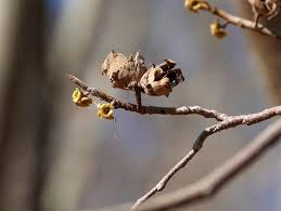 Attēlu rezultāti vaicājumam “Hamamelis virginiana bud”