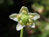 Attēlu rezultāti vaicājumam “Moneses uniflora”