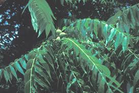 Attēlu rezultāti vaicājumam “Juglans nigra”