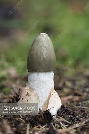 Attēlu rezultāti vaicājumam “Phallus impudicus”