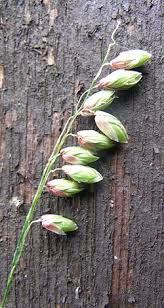 Attēlu rezultāti vaicājumam “Melica nutans”