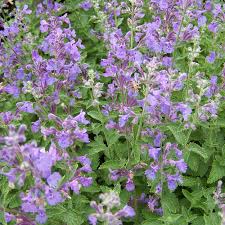 Attēlu rezultāti vaicājumam “Nepeta x faassenii”