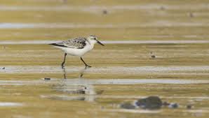 Attēlu rezultāti vaicājumam “Calidris alba”