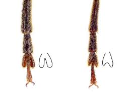 Attēlu rezultāti vaicājumam “Criocephalus rusticus”