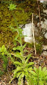 Attēlu rezultāti vaicājumam “Jasione montana flower”