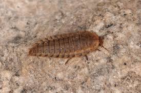 Attēlu rezultāti vaicājumam “Silpha obscura larva”