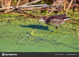 Attēlu rezultāti vaicājumam “Gallinula chloropus juvenile”