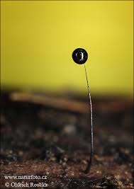 Attēlu rezultāti vaicājumam “Comatricha nigra macro”