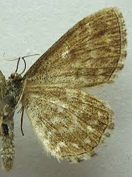 Attēlu rezultāti vaicājumam “Scopula immorata”