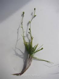 Attēlu rezultāti vaicājumam “Subularia aquatica leaf”