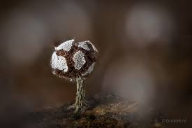 Attēlu rezultāti vaicājumam “Physarum ovisporum spores”