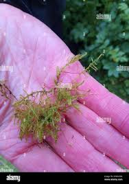 Attēlu rezultāti vaicājumam “Sanionia uncinata”