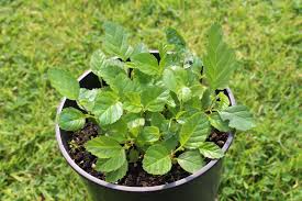 Attēlu rezultāti vaicājumam “Alnus”