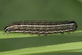 Attēlu rezultāti vaicājumam “Tholera cespitis”