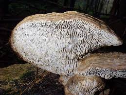 Attēlu rezultāti vaicājumam “Daedalea quercina”